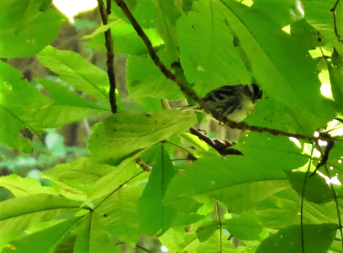 Black-and-white Warbler - ML364788291
