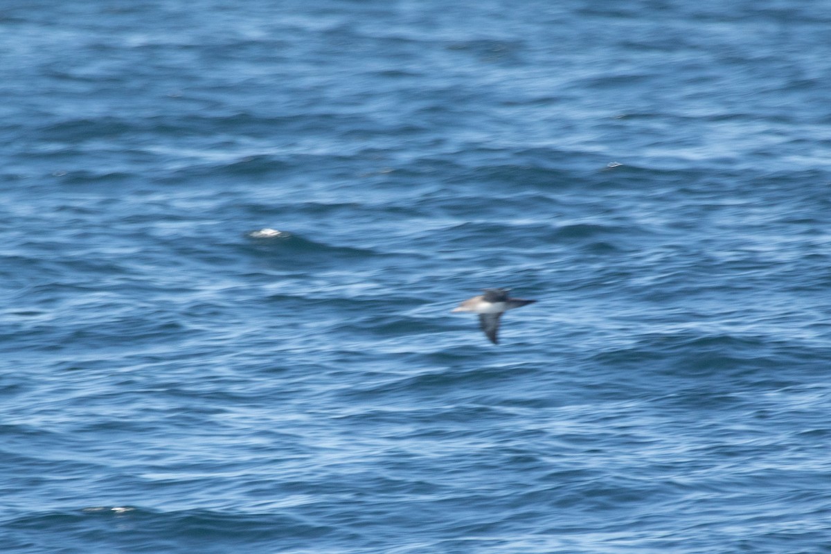 Pink-footed Shearwater - ML364790071