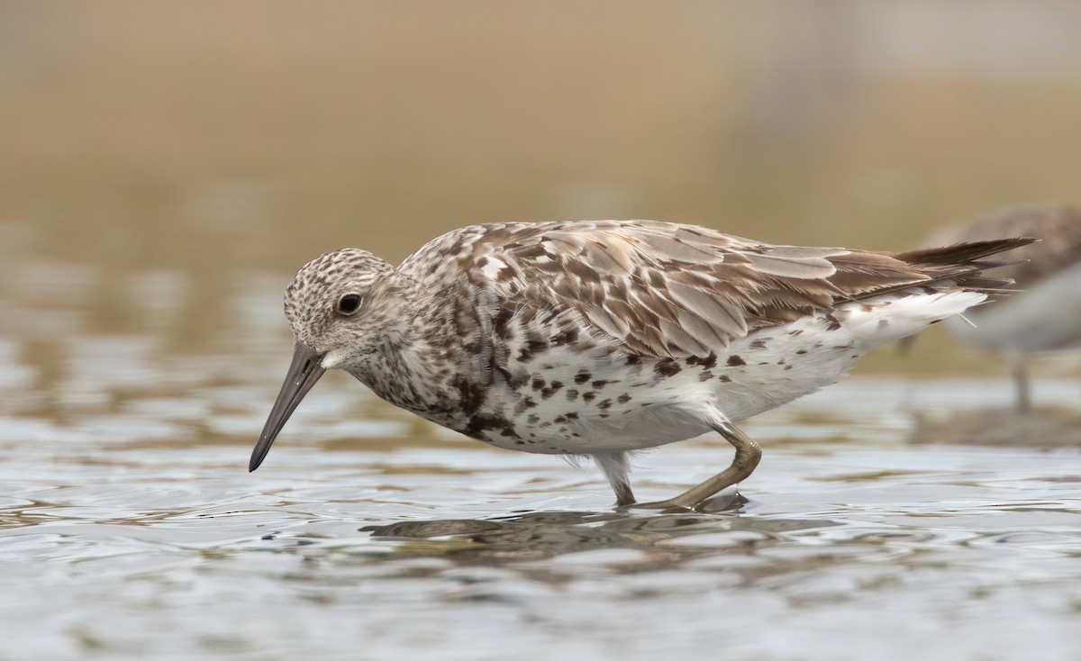 Great Knot - Dave Bakewell