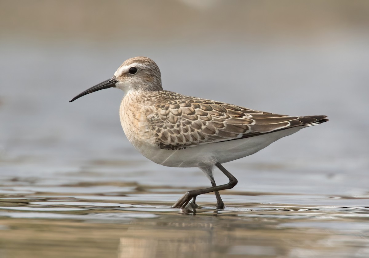 Curlew Sandpiper - Dave Bakewell