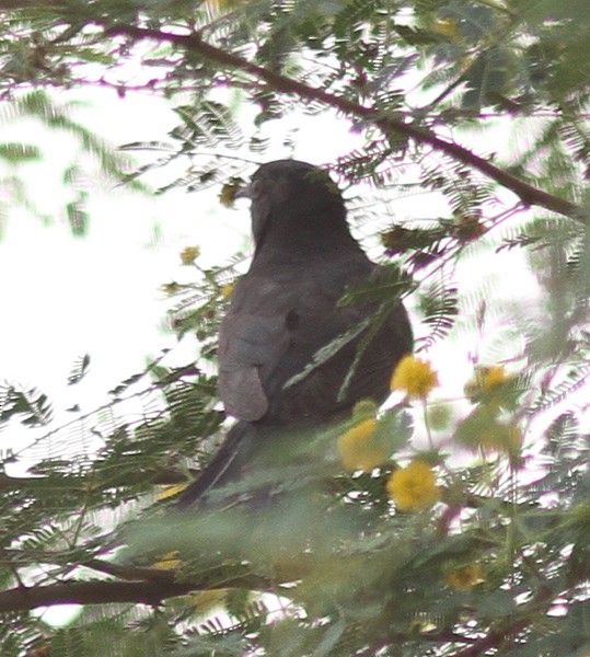 Gray-bellied Cuckoo - PANKAJ GUPTA
