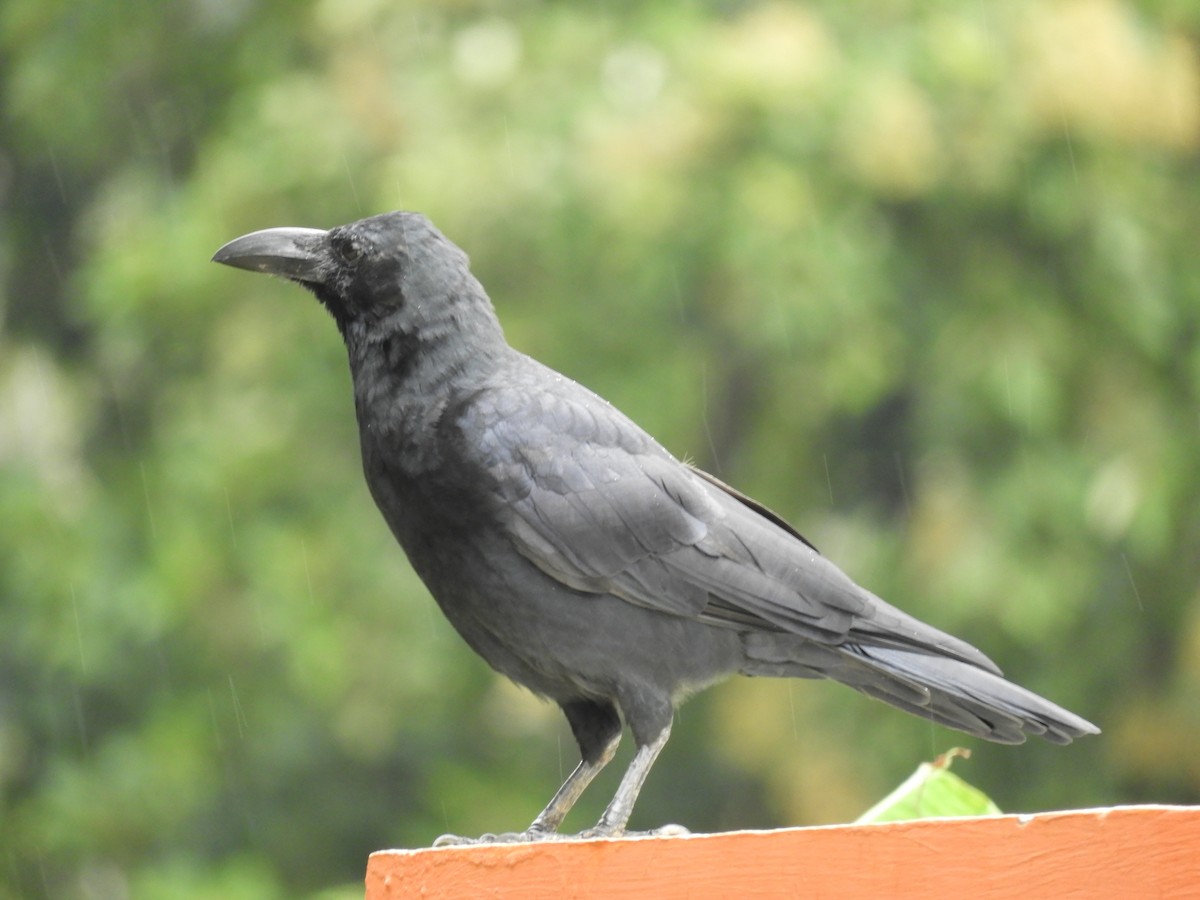 Large-billed Crow - ML364820581