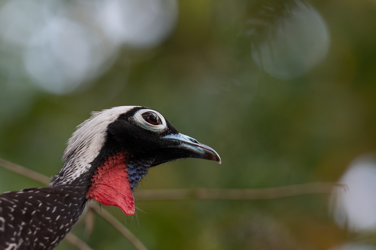 Black-fronted Piping-Guan - ML364821701