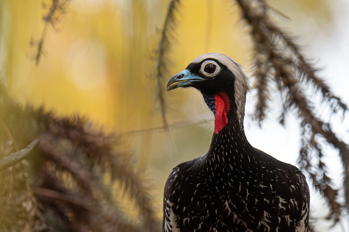 Black-fronted Piping-Guan - ML364821721