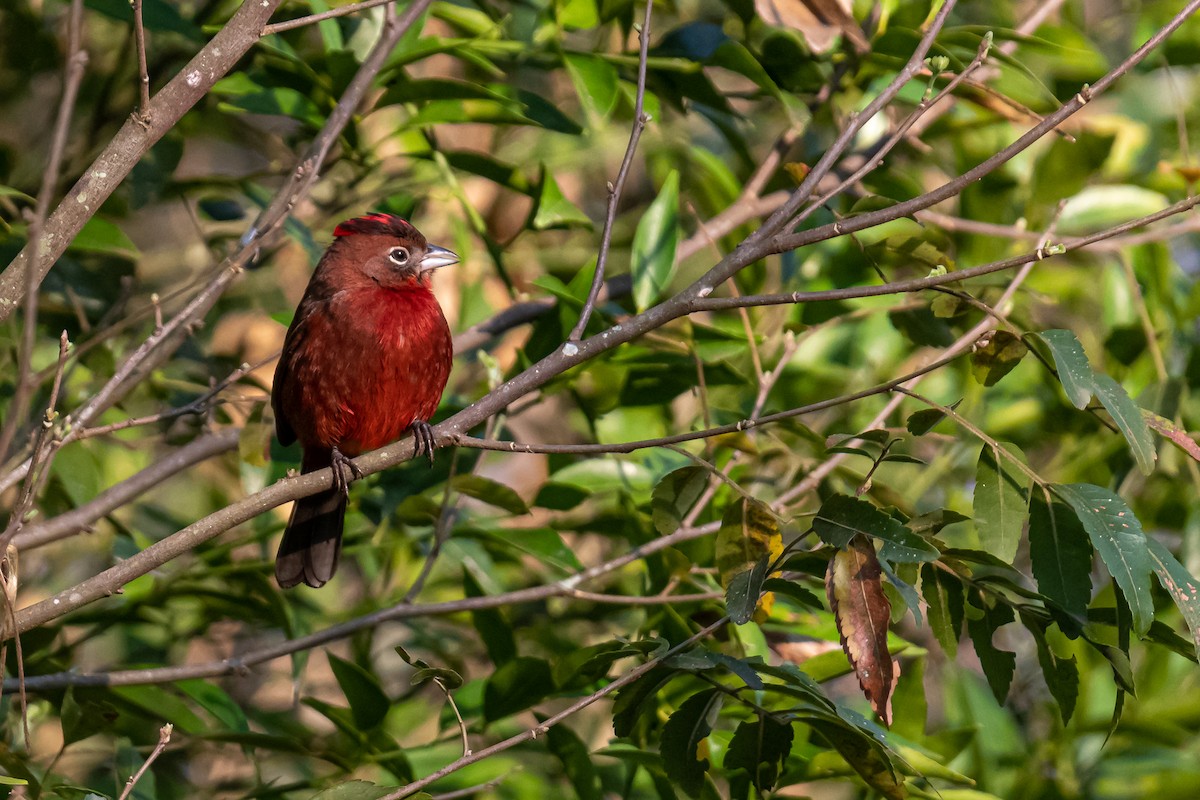 Red-crested Finch - ML364822171