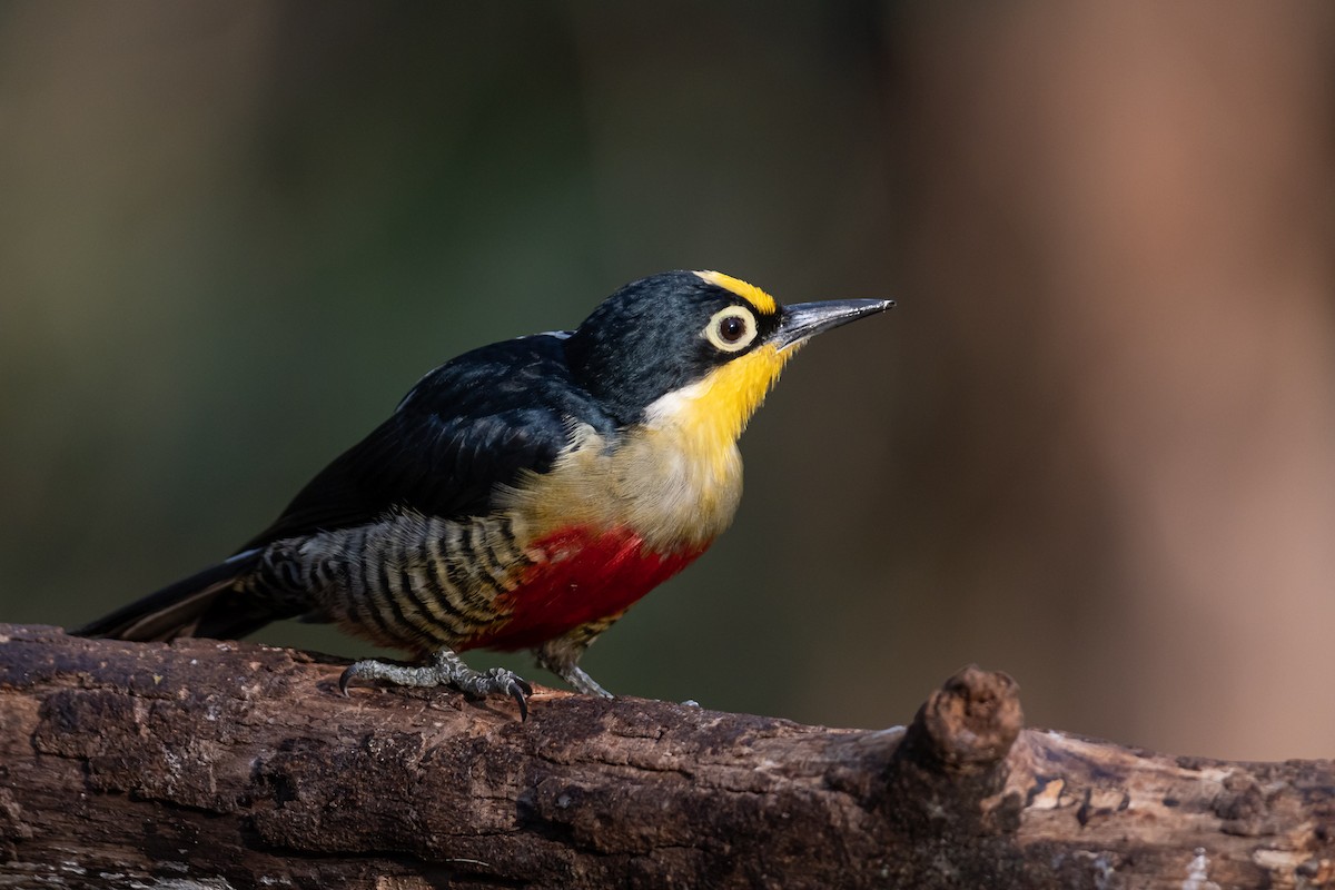 Yellow-fronted Woodpecker - ML364822221