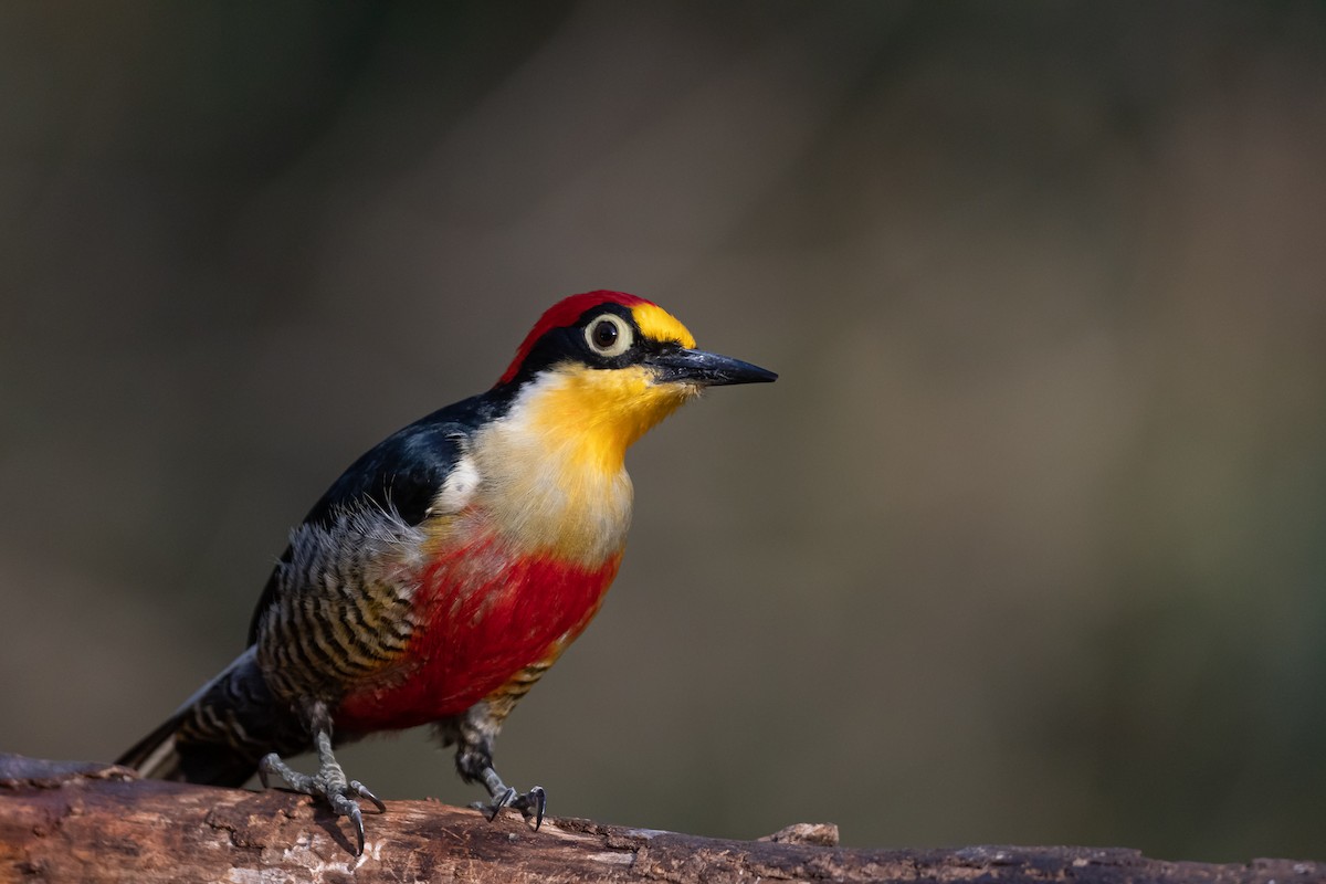 Yellow-fronted Woodpecker - ML364822231