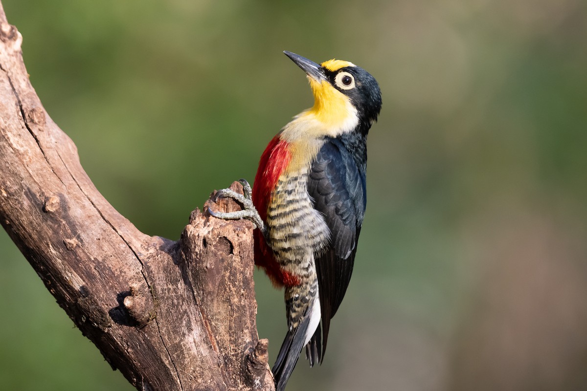 Yellow-fronted Woodpecker - ML364822261