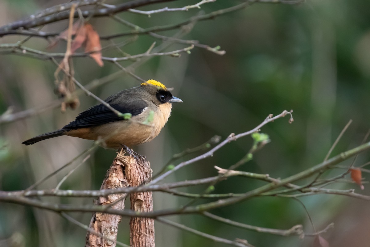 Black-goggled Tanager - ML364822361