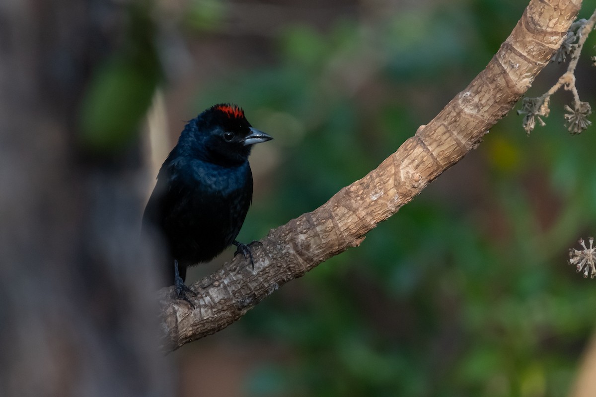 Ruby-crowned Tanager - ML364822441