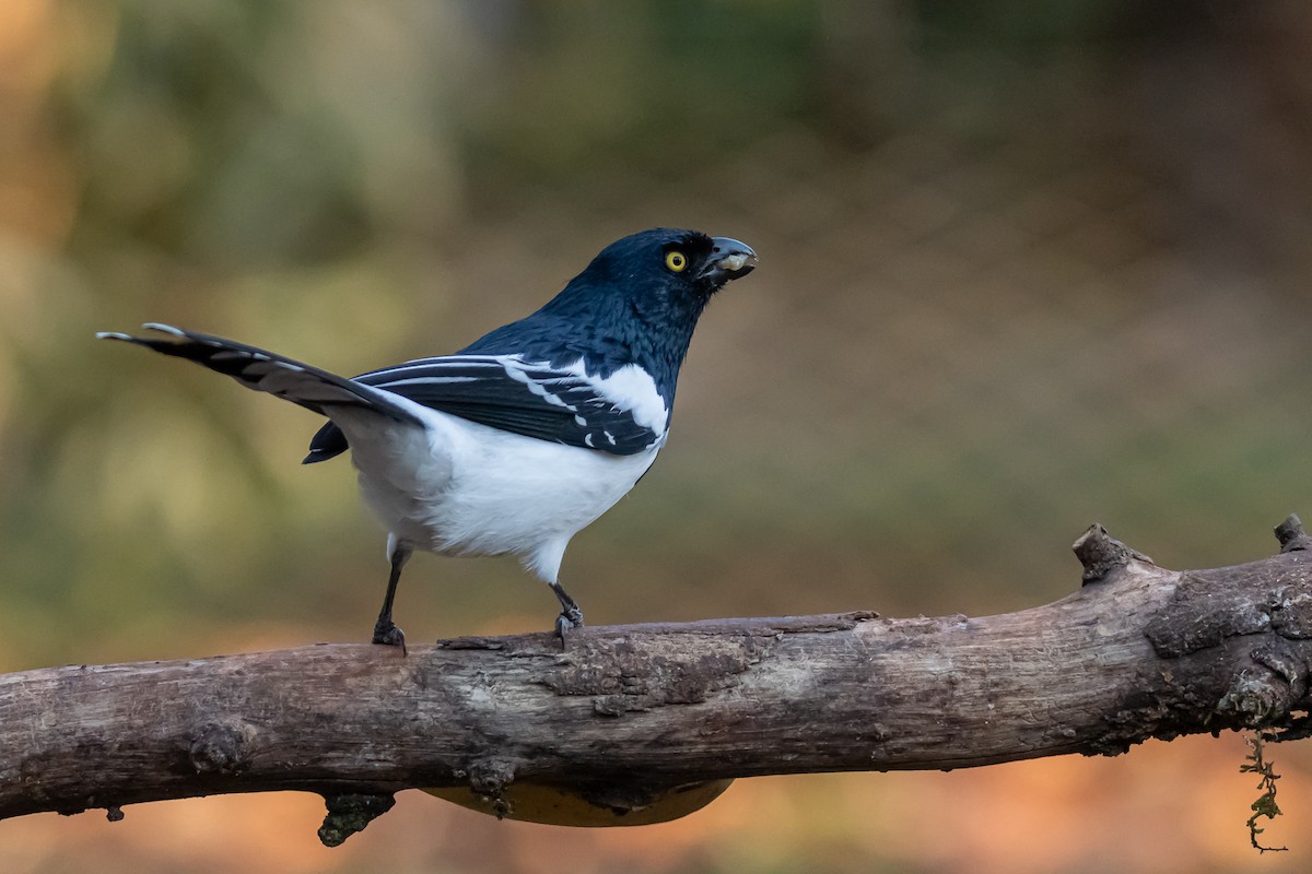 Magpie Tanager - ML364822451