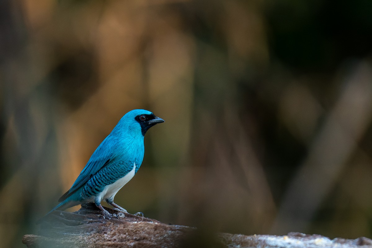 Swallow Tanager - ML364822721