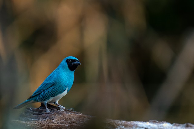 Swallow Tanager - eBird