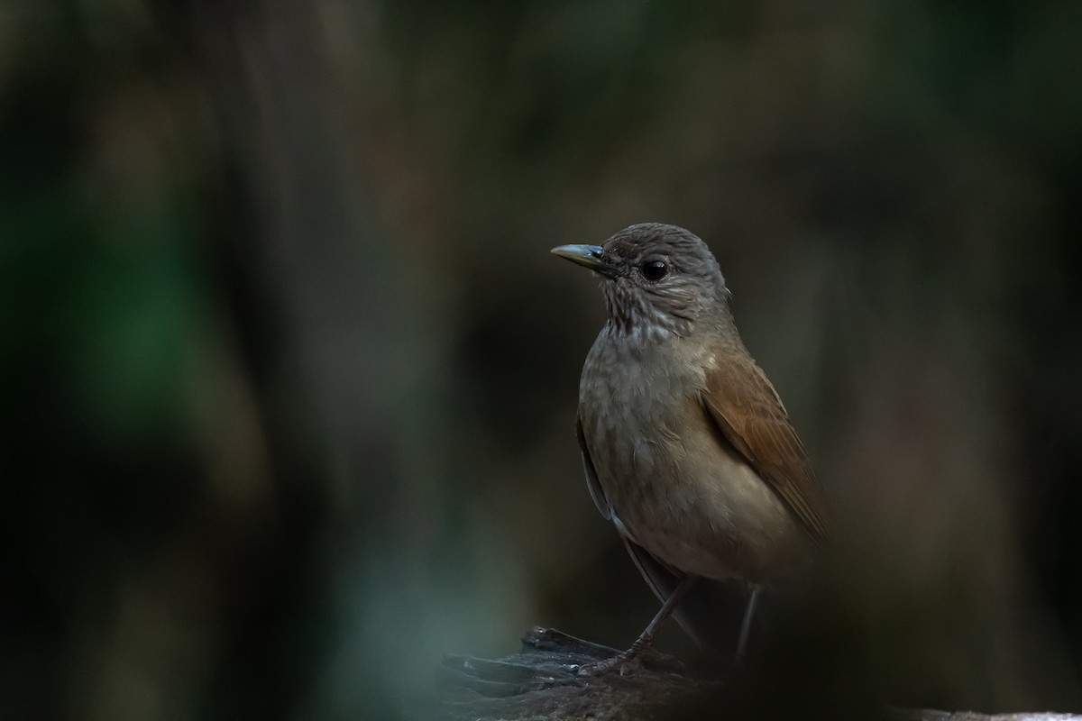 Pale-breasted Thrush - ML364822861