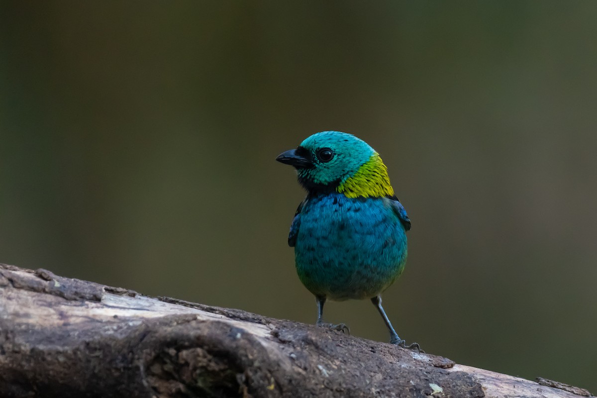 Green-headed Tanager - ML364823151