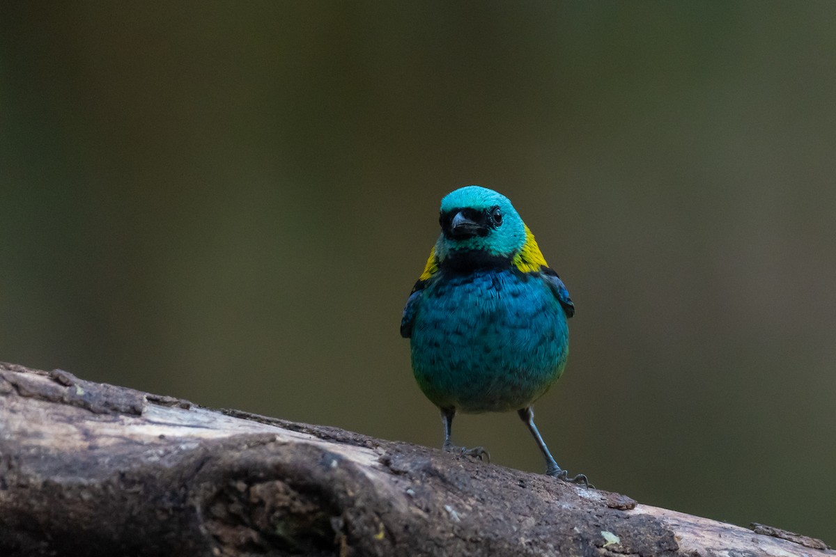 Green-headed Tanager - ML364823161