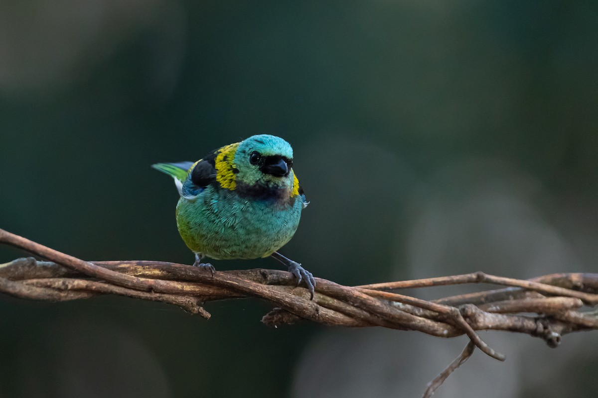 Green-headed Tanager - ML364823181