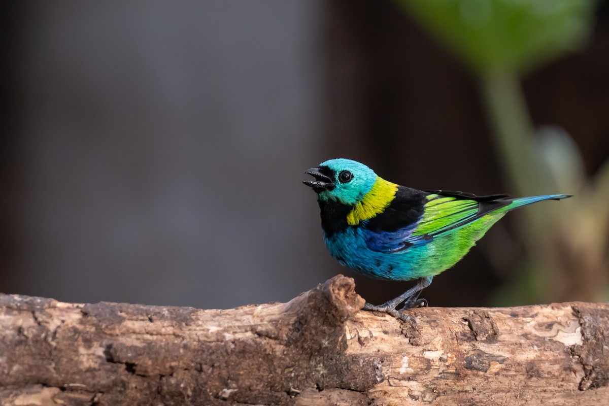 Green-headed Tanager - ML364823191