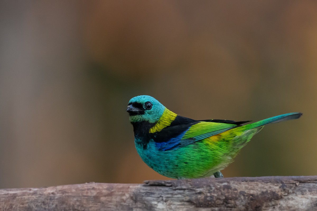 Green-headed Tanager - ML364823201