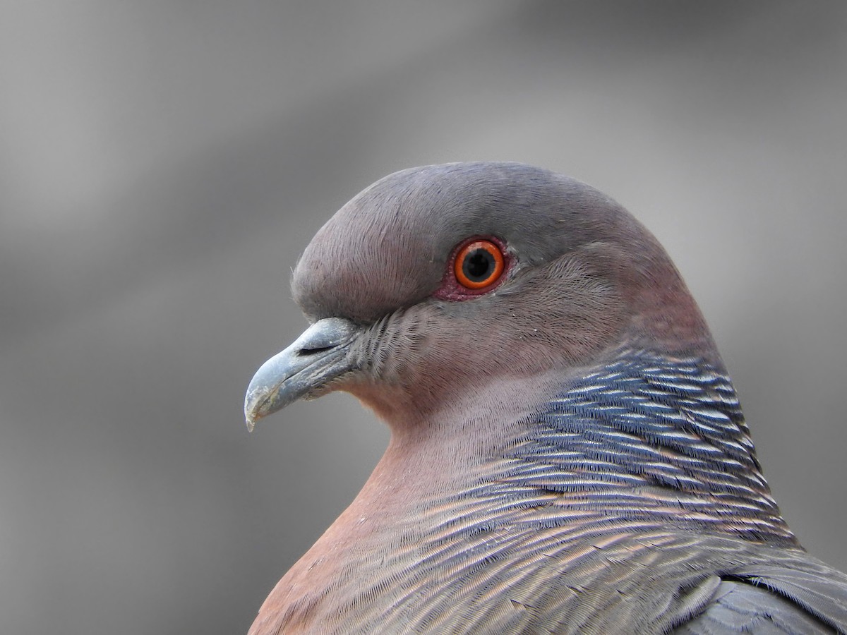 Pigeon picazuro - ML364824571