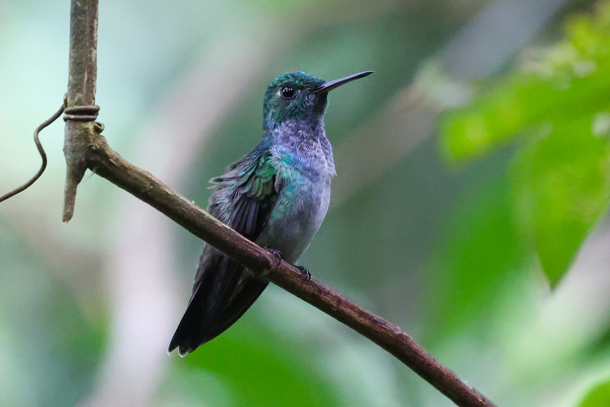 Blue-chested Hummingbird - Daniel Engelbrecht - Birding Ecotours