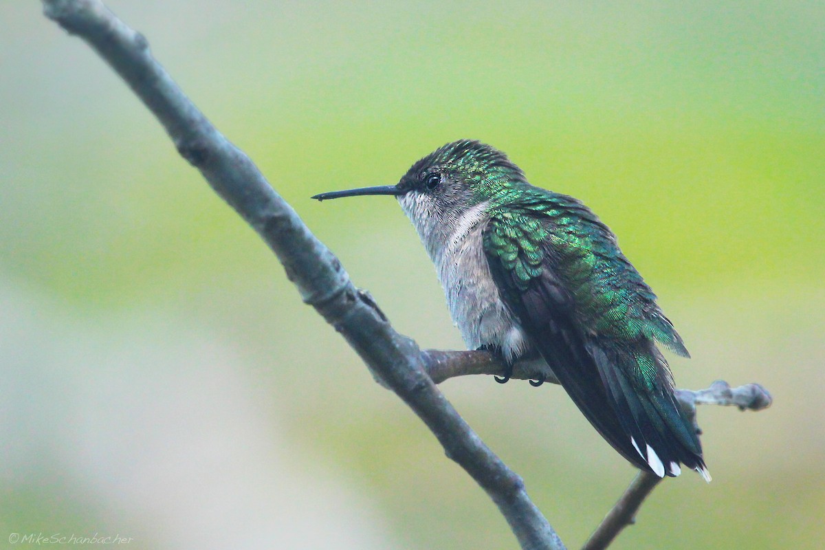 Ruby-throated Hummingbird - Mike Schanbacher