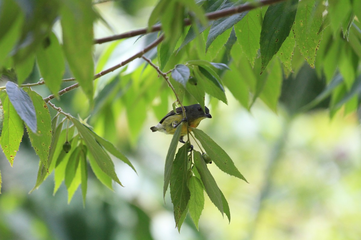 Yellow-rumped Flowerpecker - Paul Gössinger