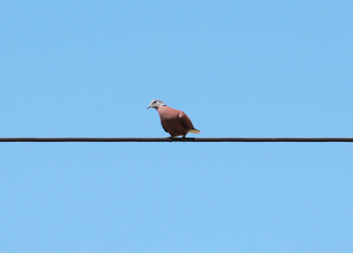 Red Collared-Dove - Neoh Hor Kee