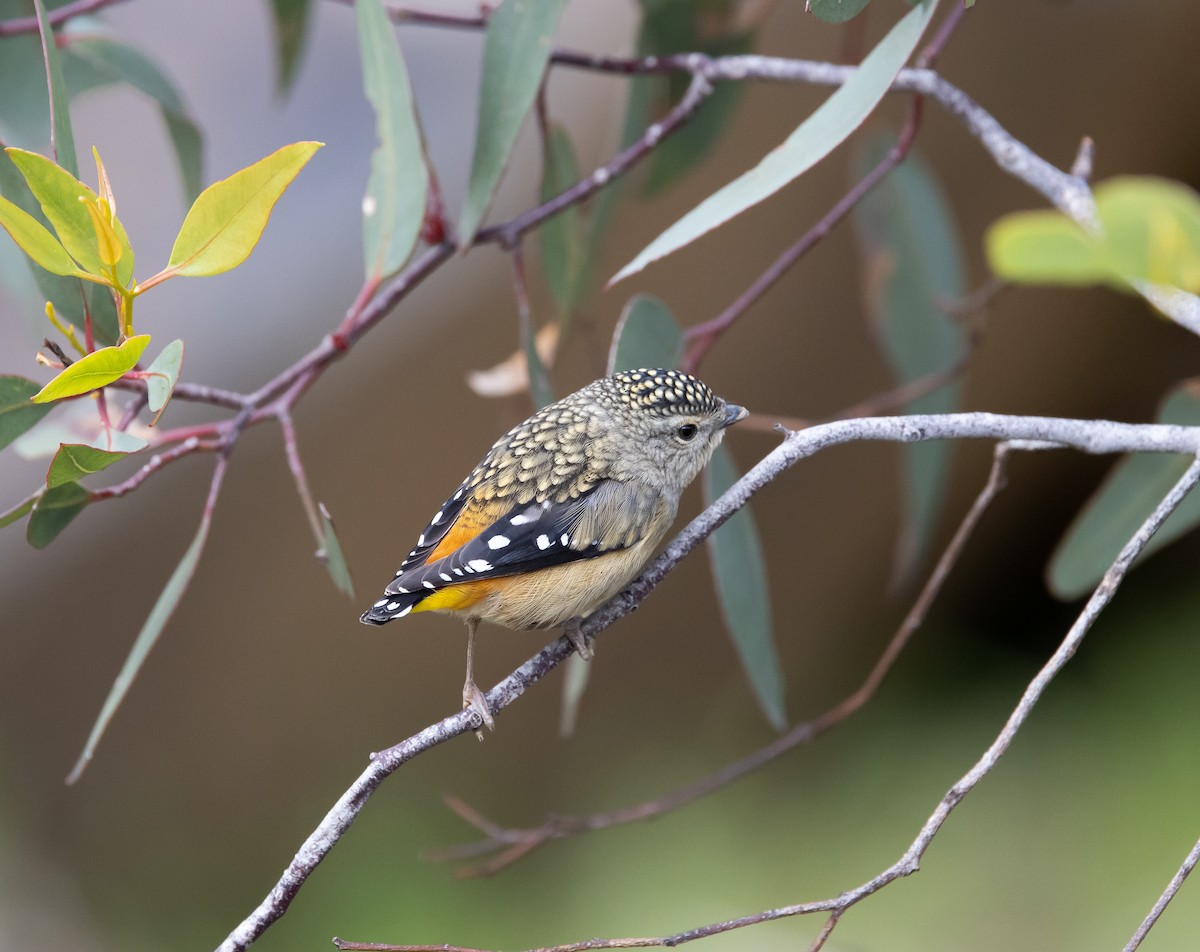 Spotted Pardalote - Tessa Murray