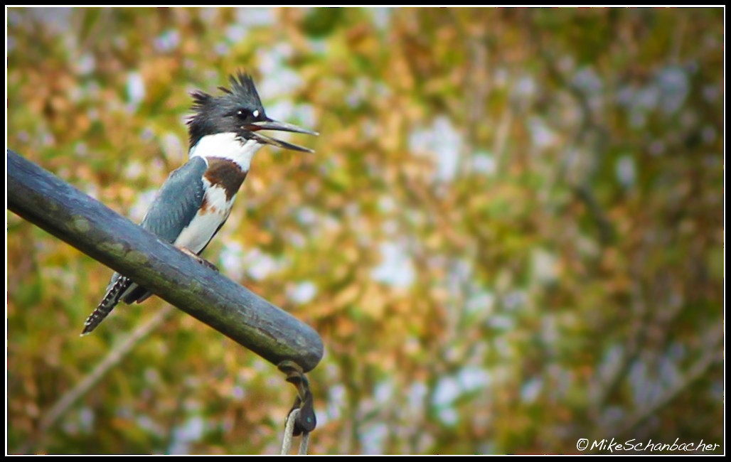 Belted Kingfisher - Mike Schanbacher