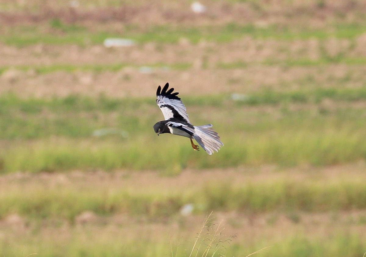 Pied Harrier - Neoh Hor Kee