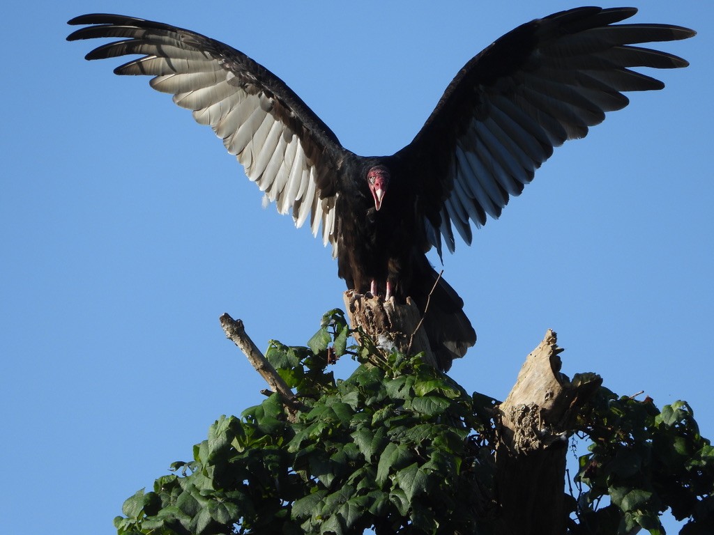 Turkey Vulture - ML364833581