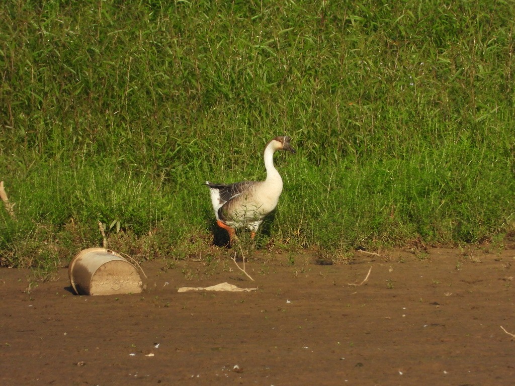 Domestic goose sp. (Domestic type) - ML364833611