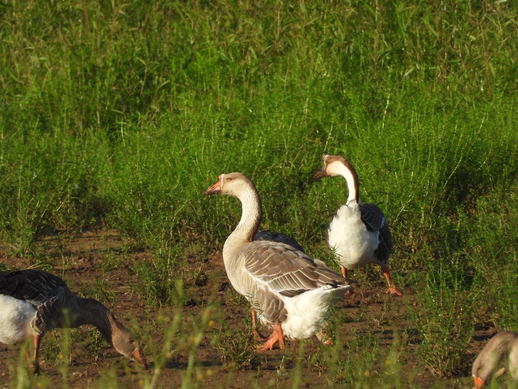 Domestic goose sp. (Domestic type) - ML364833671
