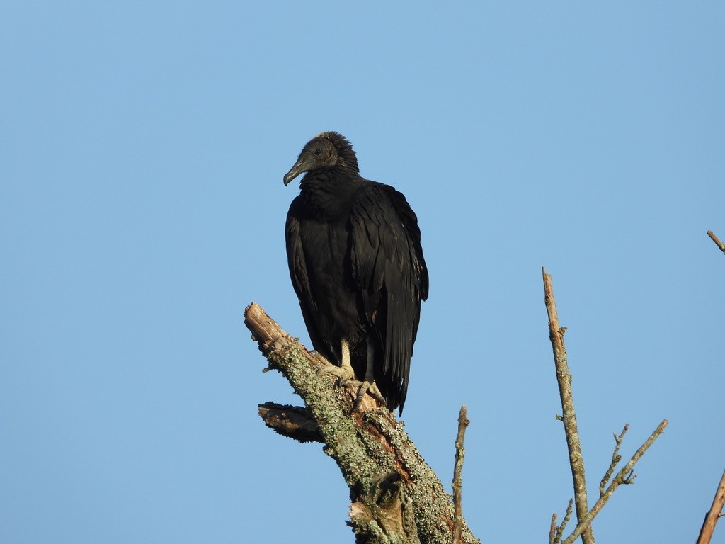 Black Vulture - ML364833741