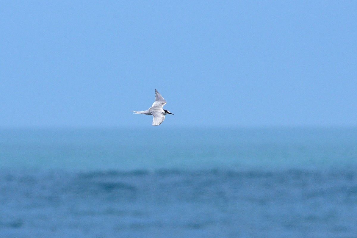Common Tern - Lee-Lien WANG