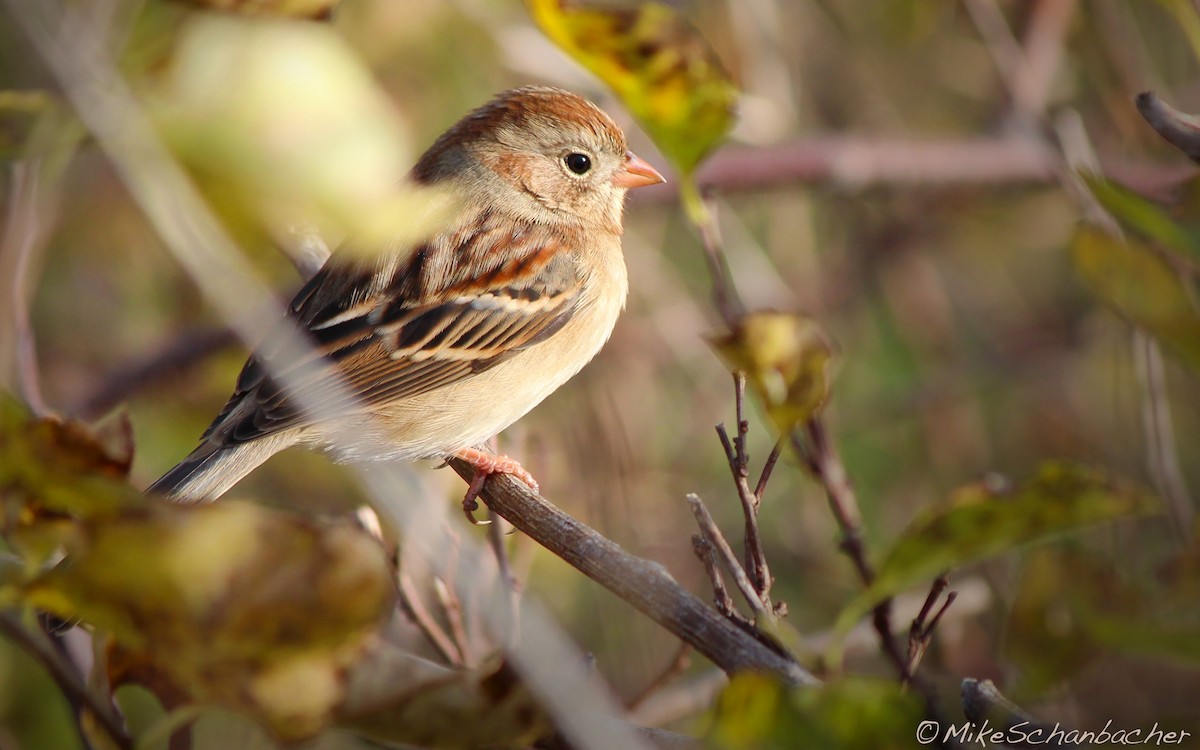 Field Sparrow - Mike Schanbacher