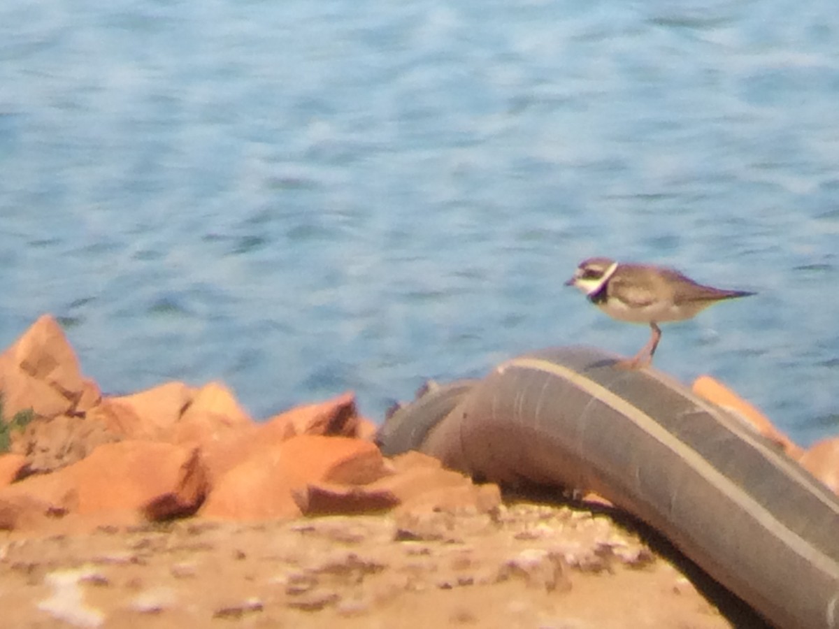 Semipalmated Plover - ML36483771