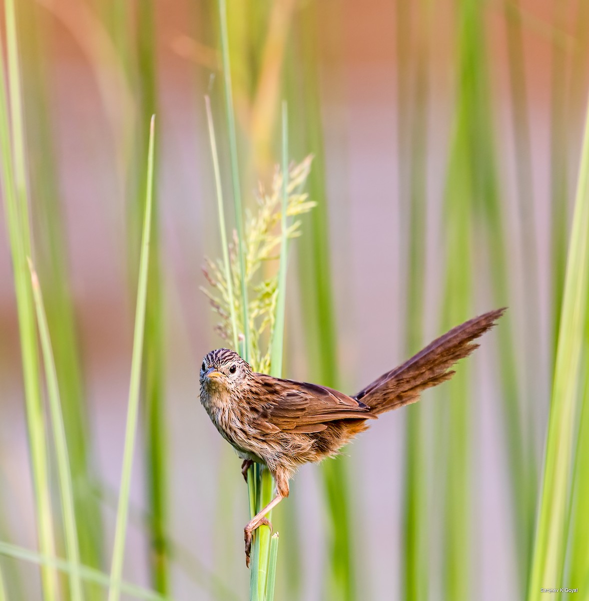 Rufous-vented Grass Babbler - Sanjeev Goyal