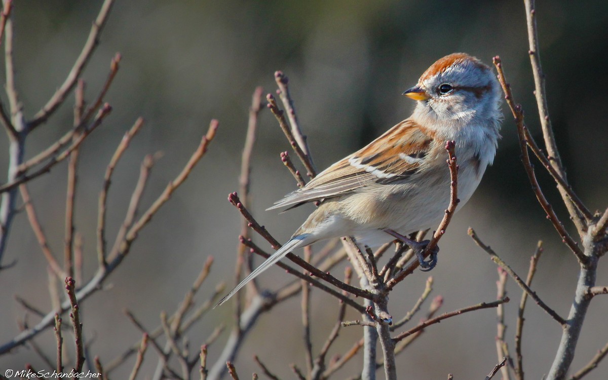 American Tree Sparrow - ML36484101