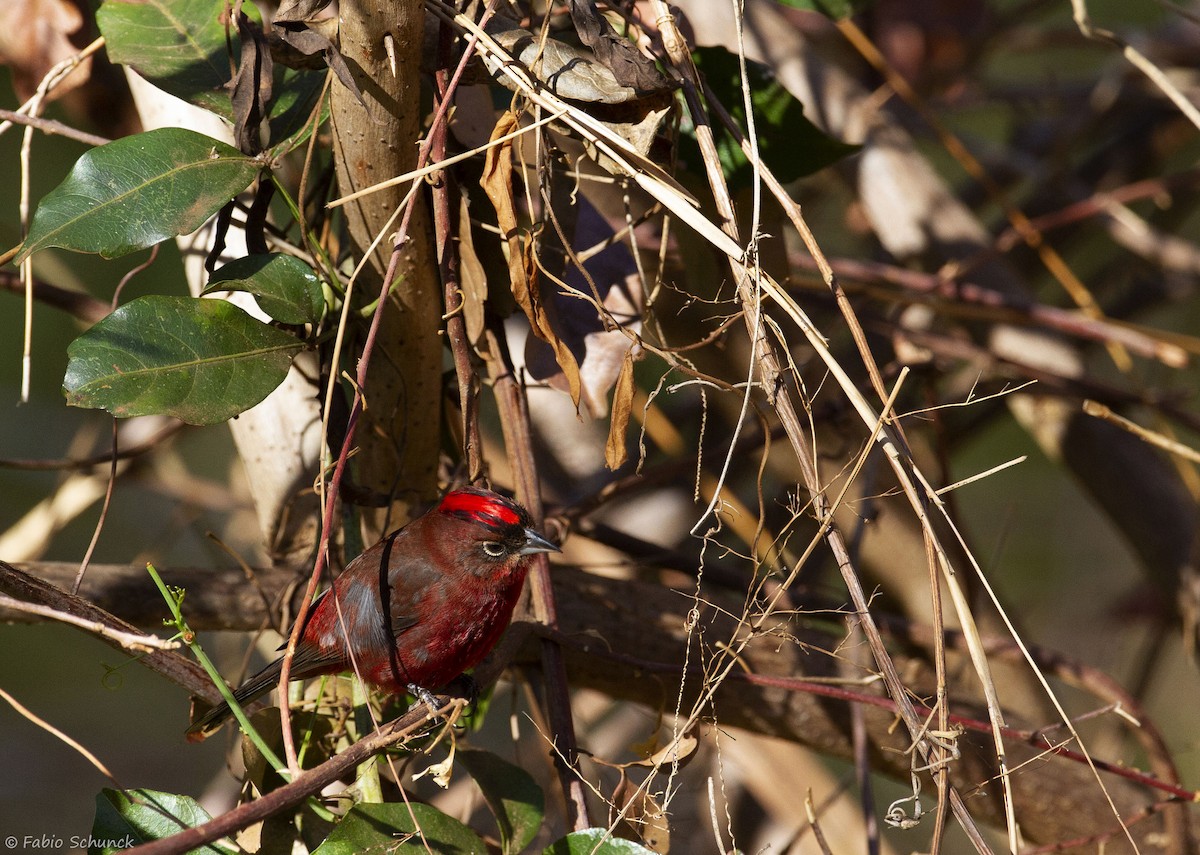Red-crested Finch - Fabio Schunck
