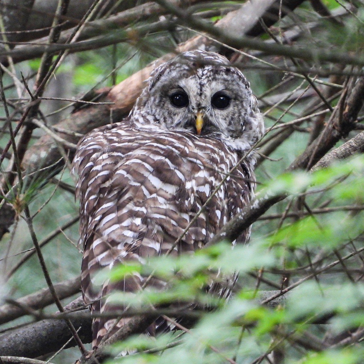 Barred Owl - ML364852591