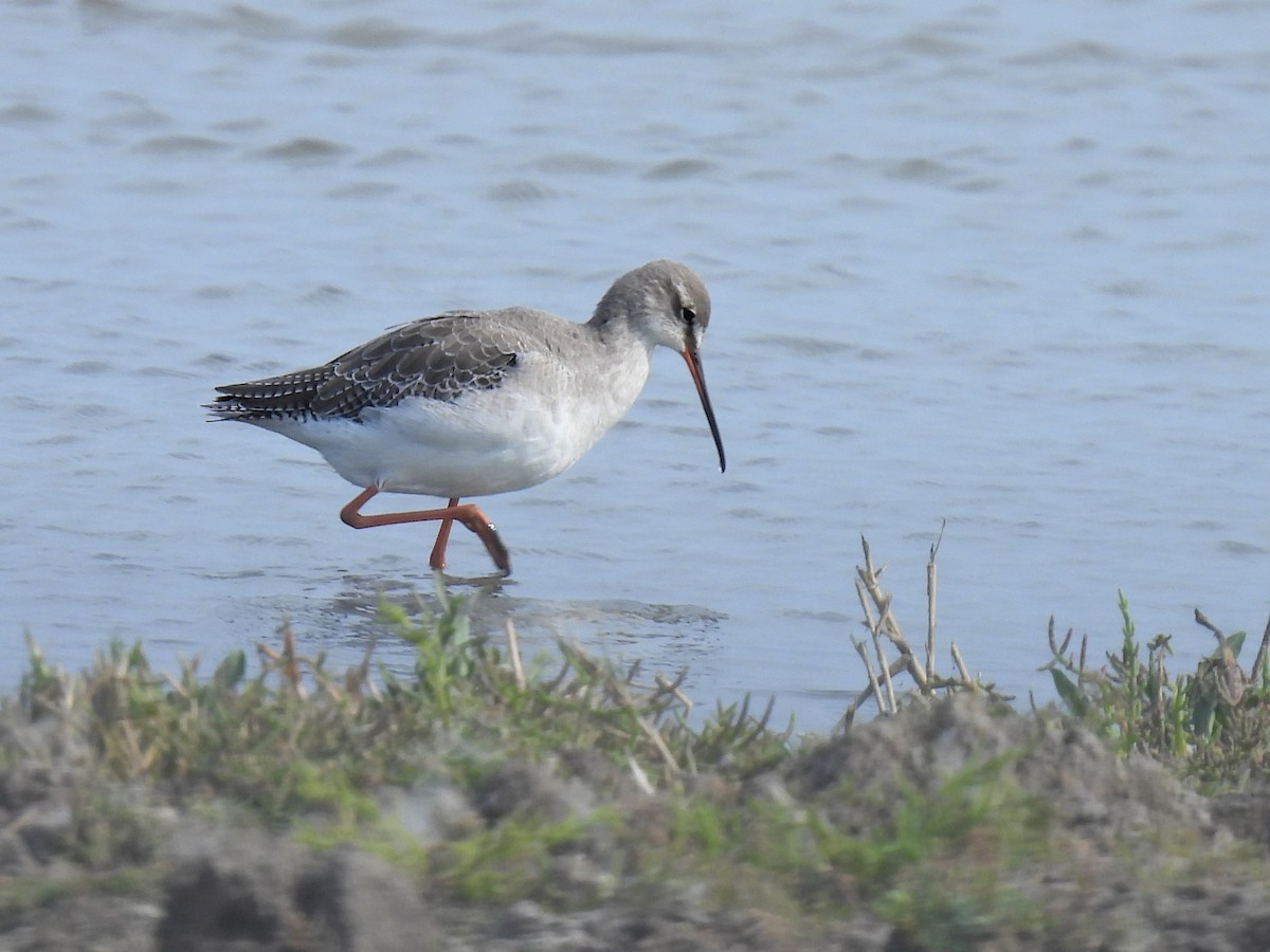 Spotted Redshank - ML364858561