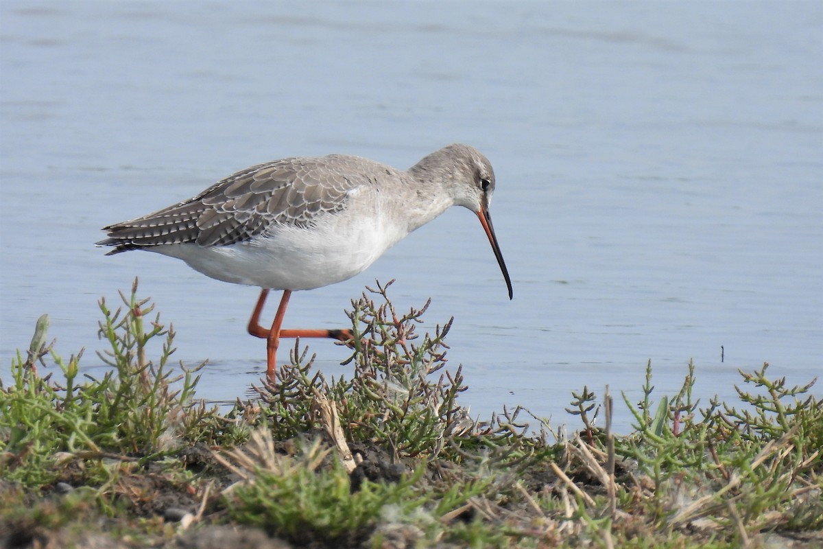 Spotted Redshank - ML364859121