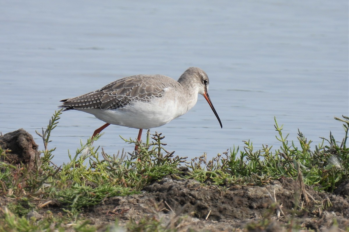 Spotted Redshank - ML364859241