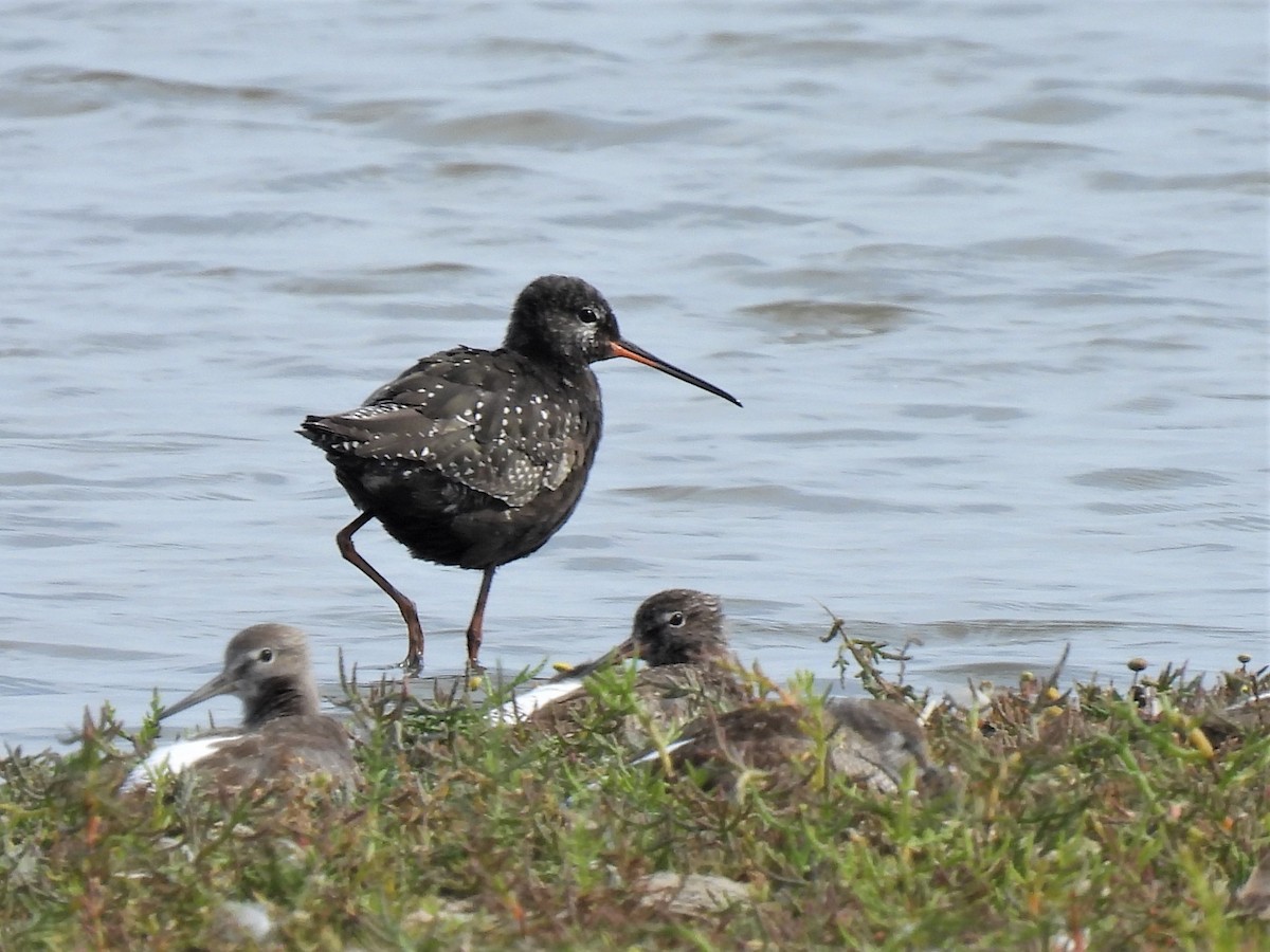 Spotted Redshank - ML364859991