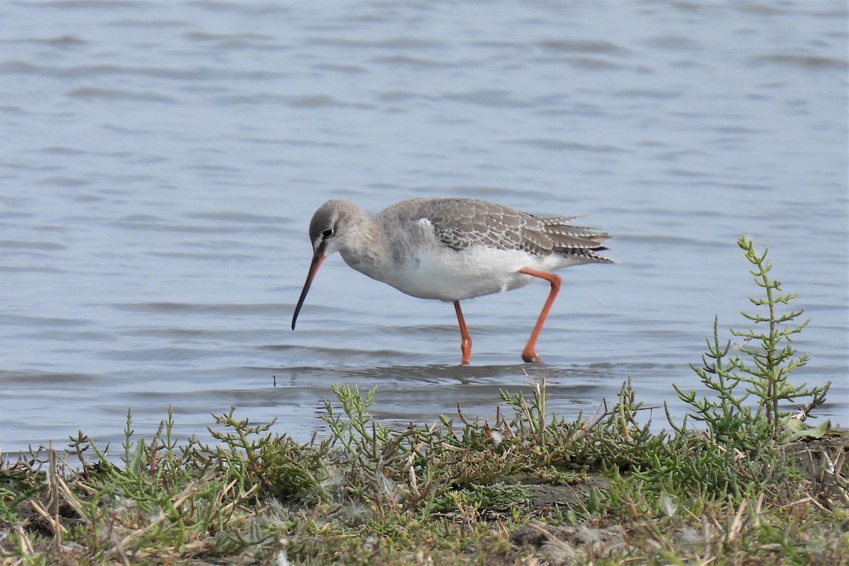 Spotted Redshank - ML364861241