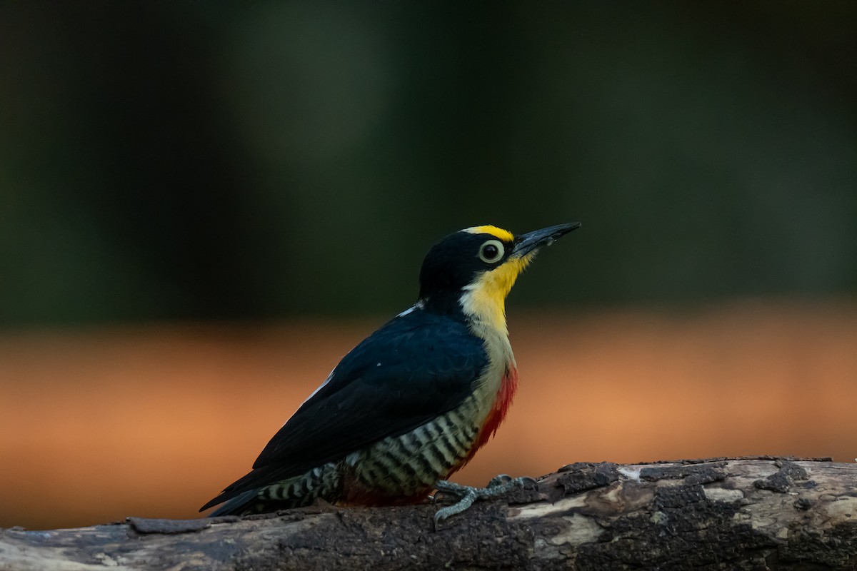 Yellow-fronted Woodpecker - Pablo Ramos