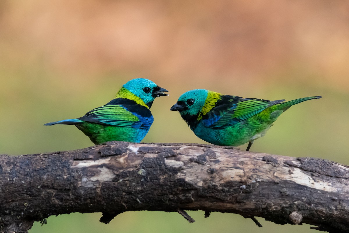 Green-headed Tanager - ML364863941