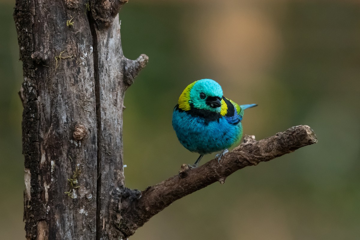 Green-headed Tanager - ML364863961